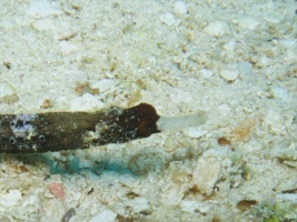 Whitenose Pipefish IMG 4528